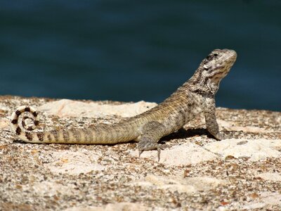 Lizard reptile grey
