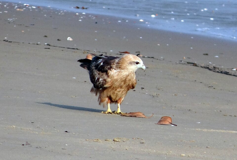 Sea-eagle bird fauna