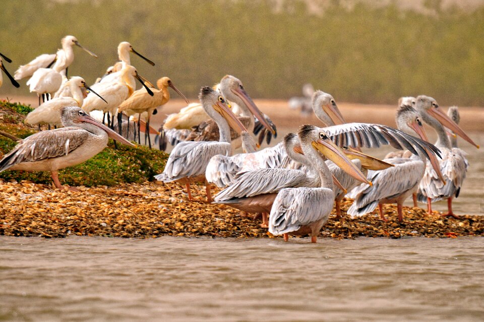 Birds africa animal photo