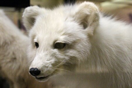 White natural history