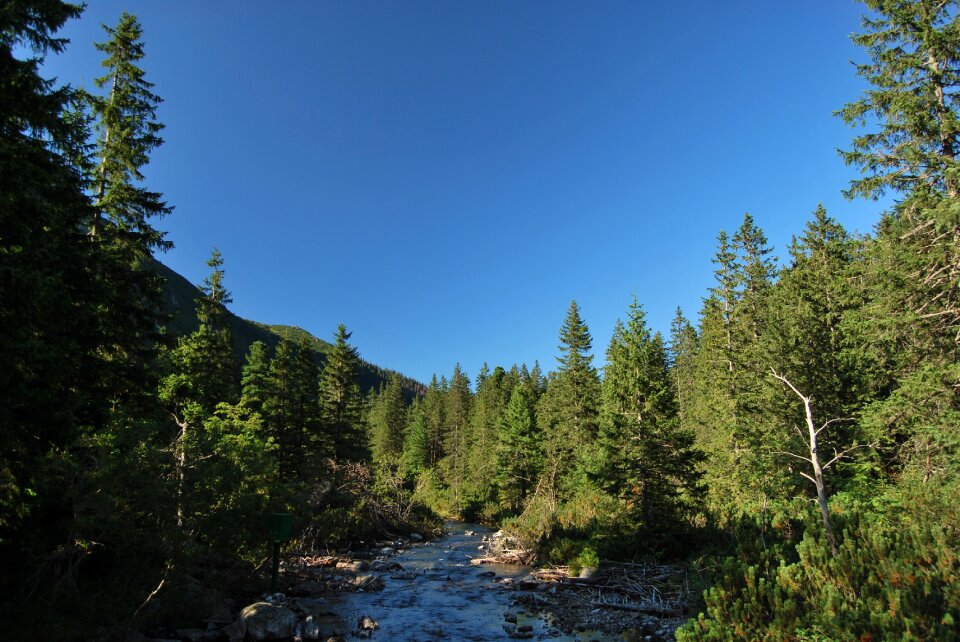 Spruce tree coniferous photo