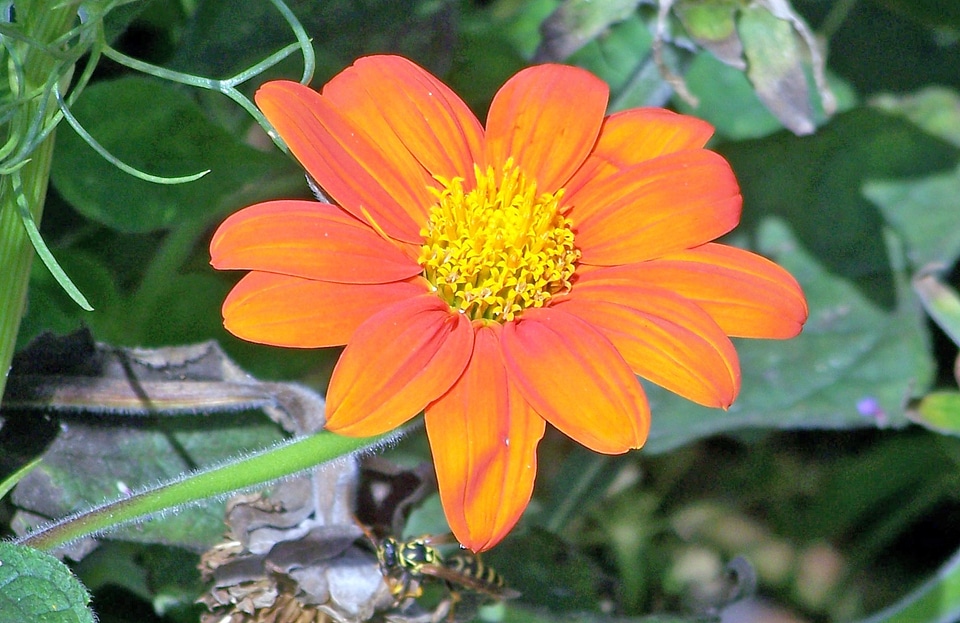 Blossom bloom petal