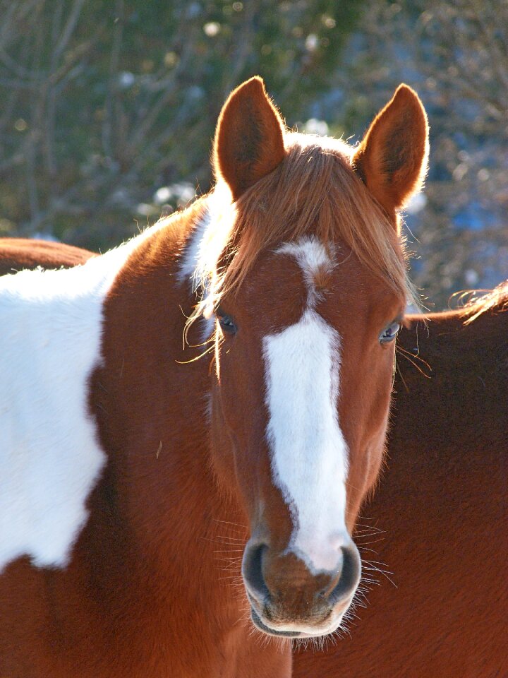 Head from the front close up