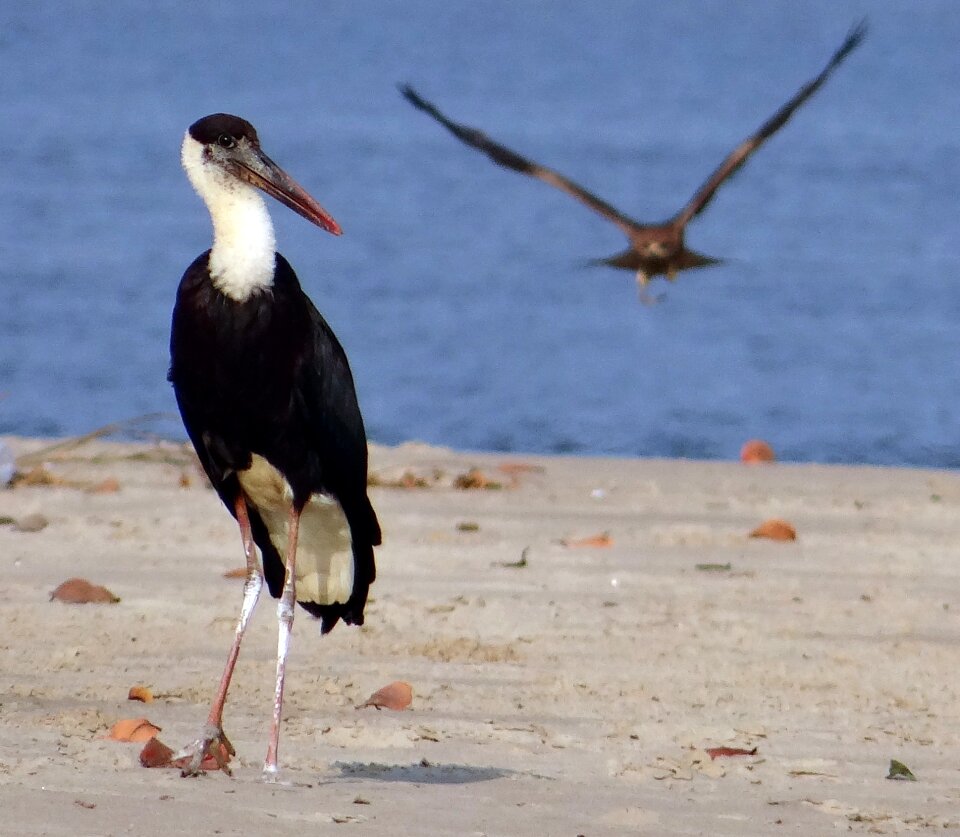 Ciconia episcopus wading bird wader
