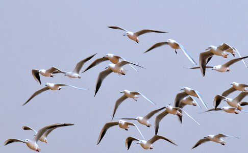 Sky nature sea ​​bird