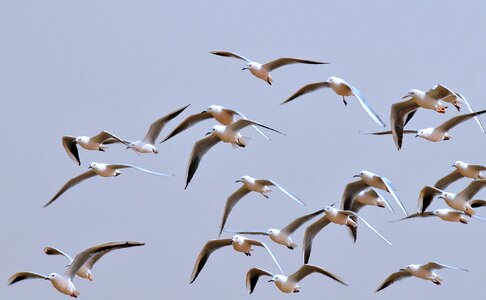 Sky nature sea ​​bird photo