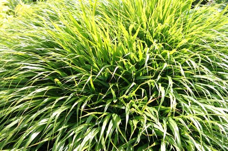Green plans nature