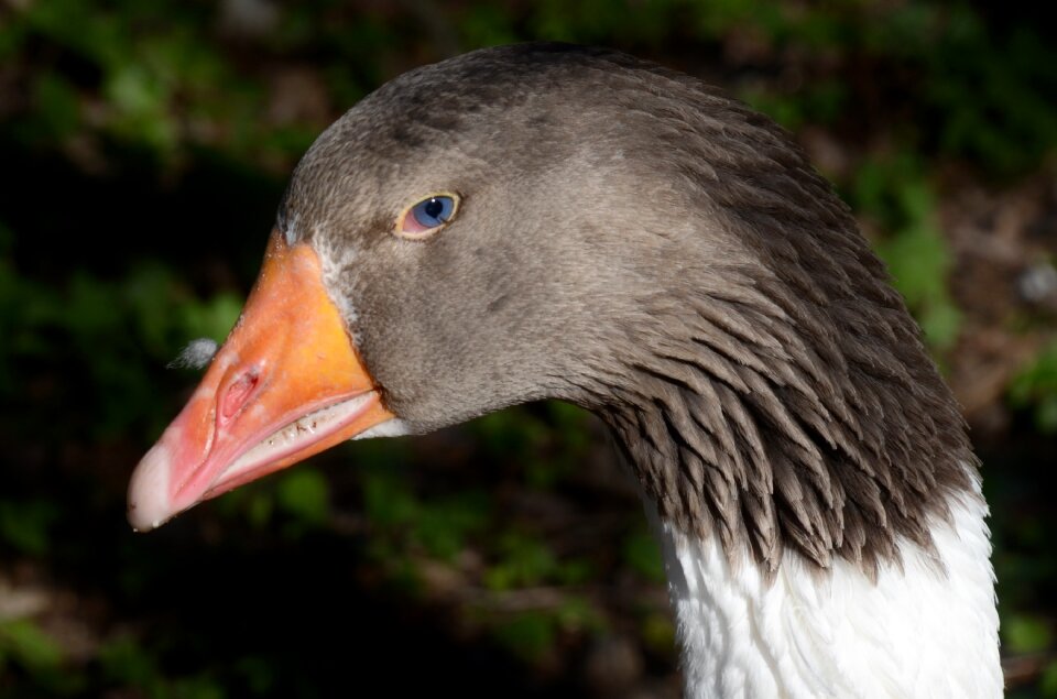 Goose farm wing