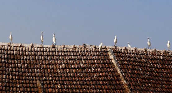 Egretta garzetta wader ornithology