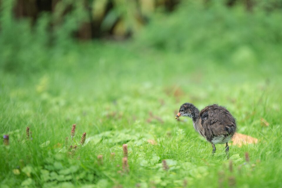 Water bird plumage young