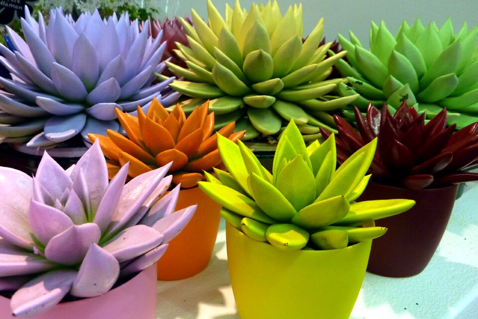 Plants color echeveria