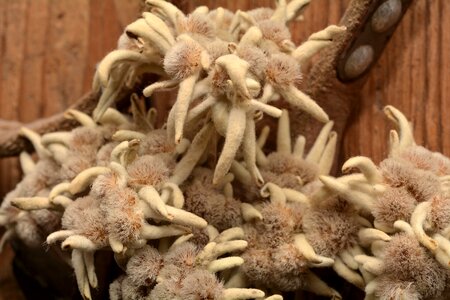 Alpine flower dried close up