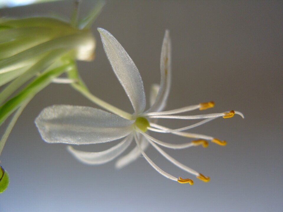 Indoor plant botanical delicate
