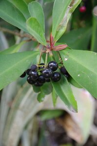Berry nature ripe