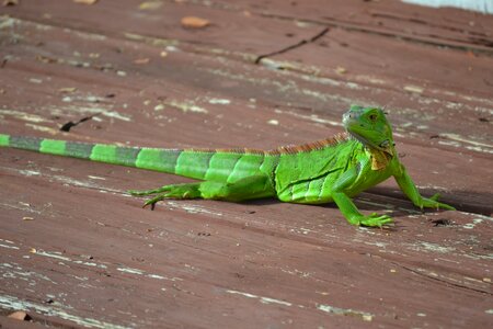 Lizard green lizard united states