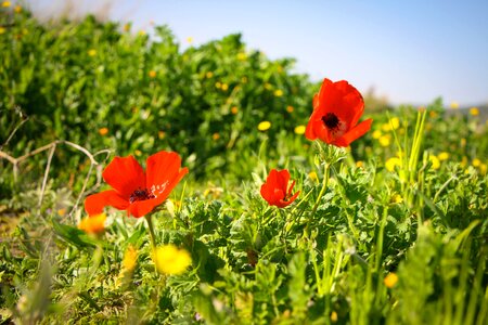 Israel anemone