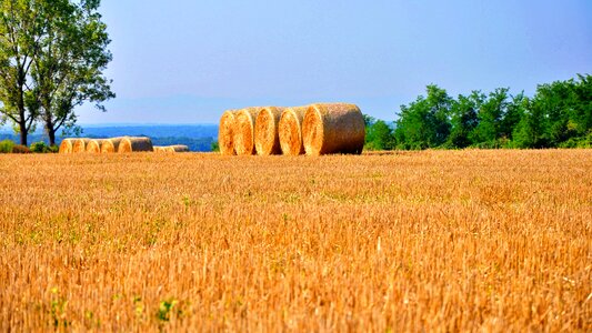 Summer field sunshine