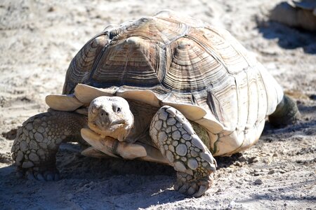Animals slow shell