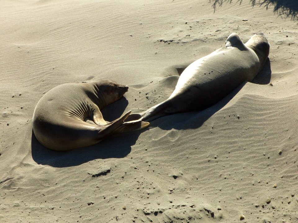 Sunning coast lazy