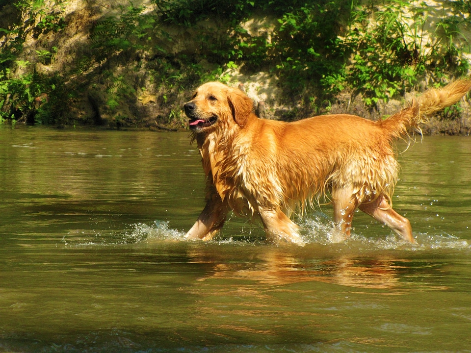 Animal water golden
