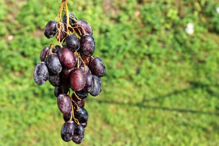 Fruit summer bunch of grapes photo