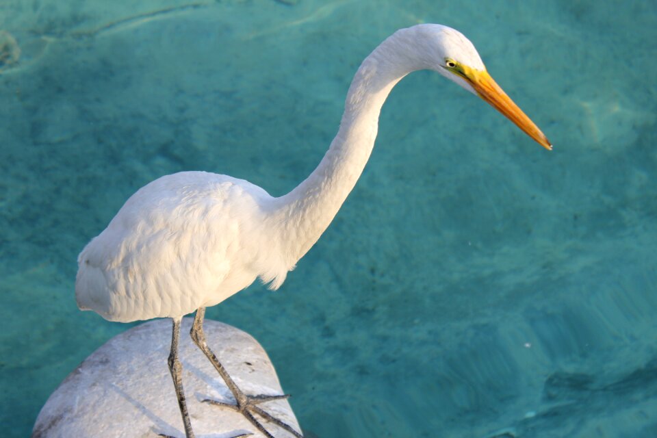 Animal bird
