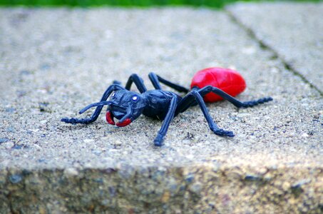Insect bug cute
