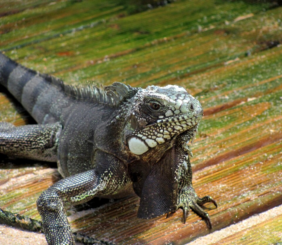 Reptile nature animal world