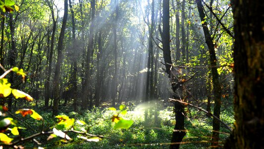 Forest autumn light
