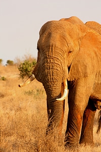 Wild mammal safari photo