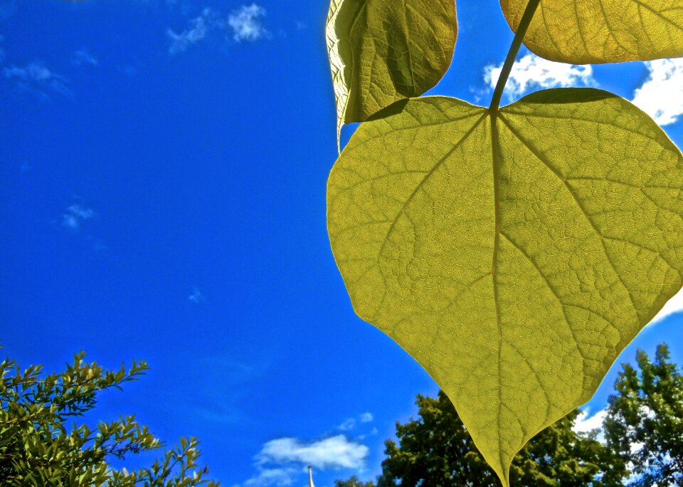 Green leaf blue sky
