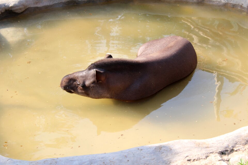 Animal zoo