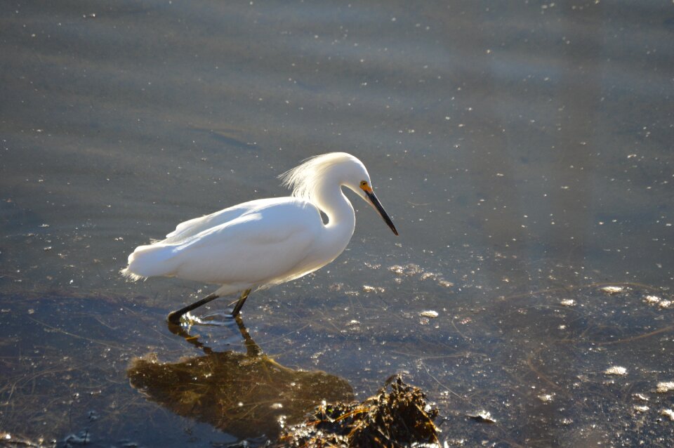 Wading water birdwatching