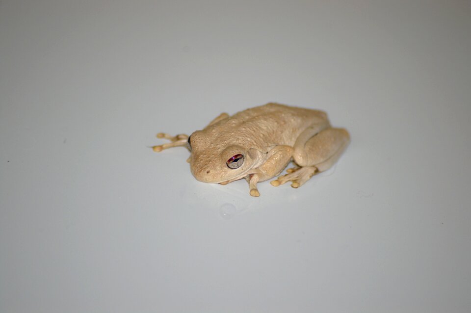 Wildlife closeup pale