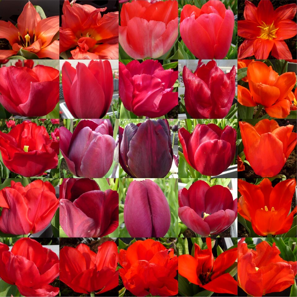 Tulip red collage
