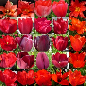 Tulip red collage photo