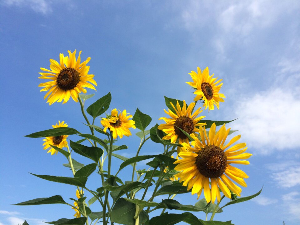 Sunflower flowers yellow