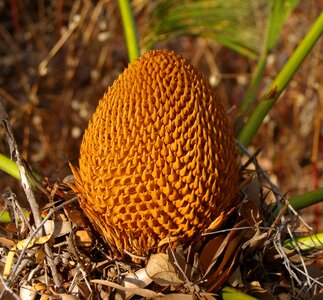 Brown botany spiny