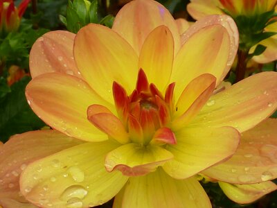 Flower dahlia yellow