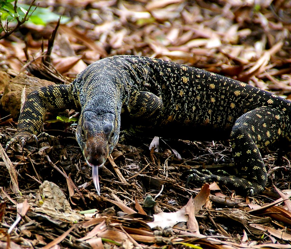 Wildlife tongue forest