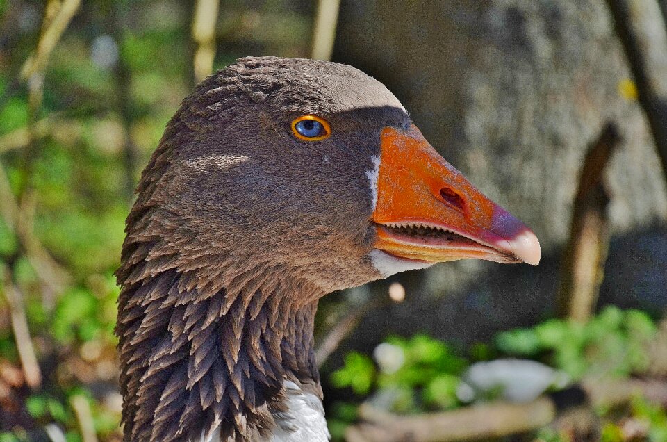 Goose farm wing