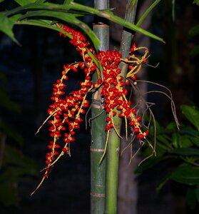 Palm tree tropical