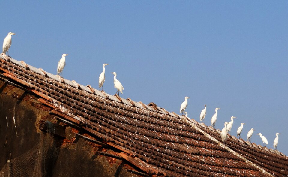 Egretta garzetta wader ornithology