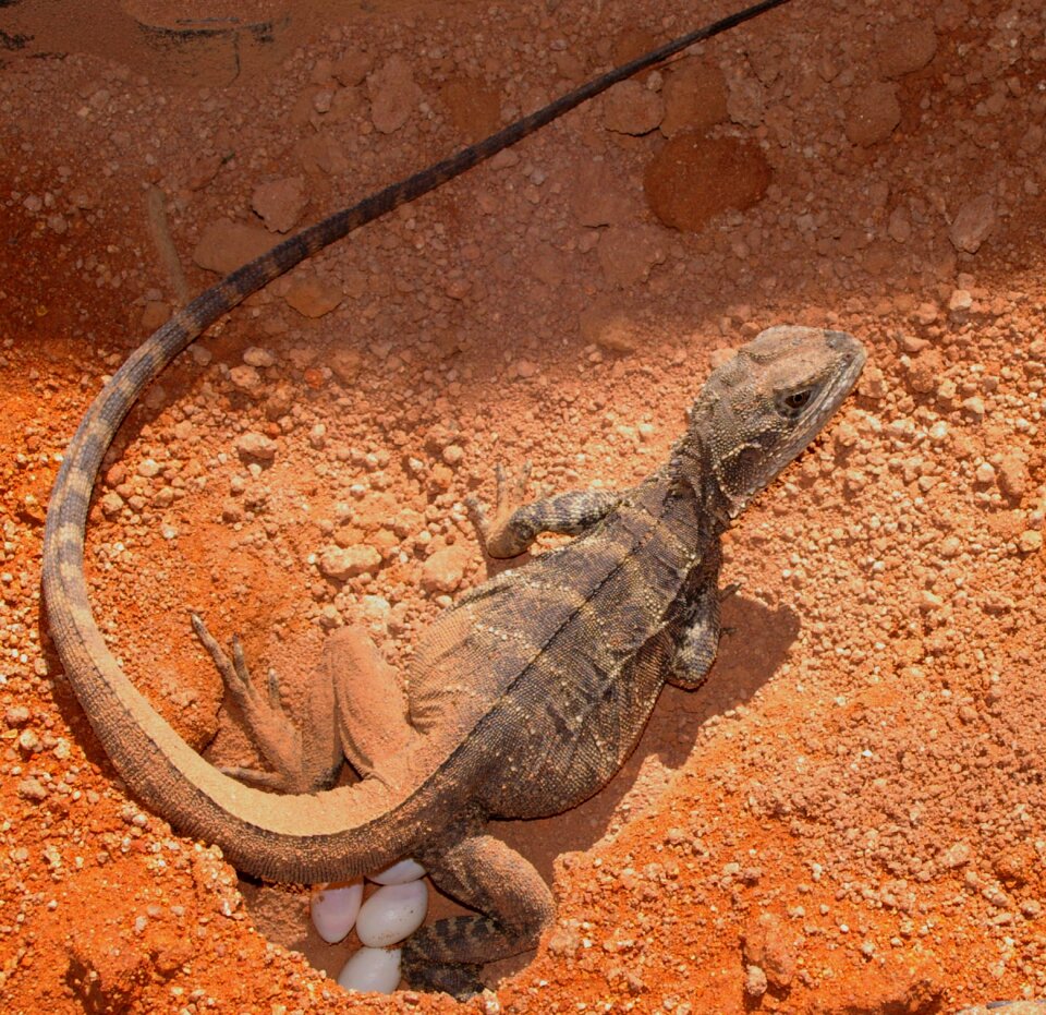 Wildlife nature wild