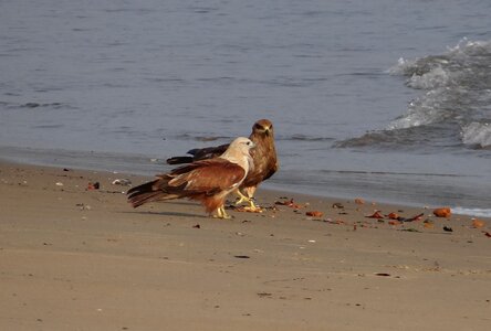 Sea-eagle bird fauna