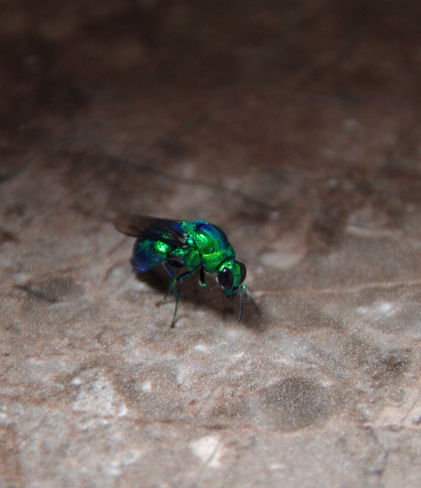 Bug macro green photo