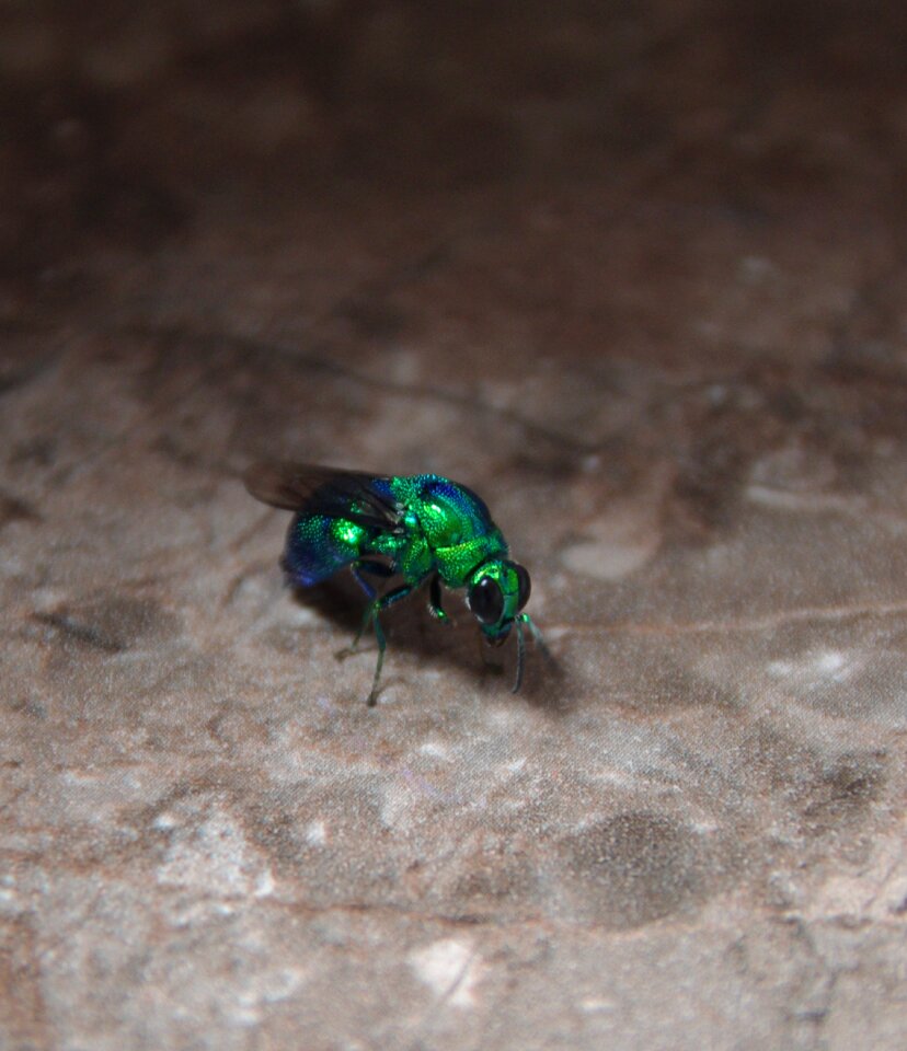 Bug macro green