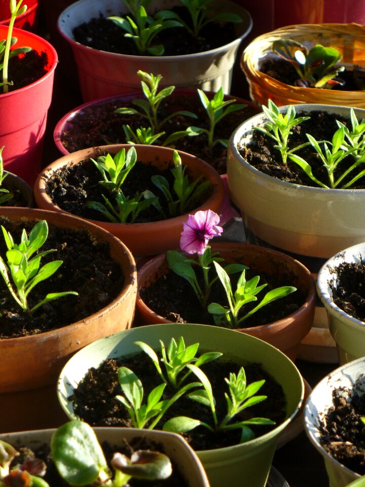 Gardening growing cultivate