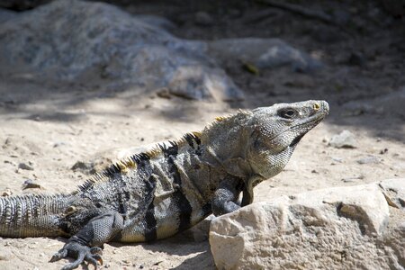 Iguana mexico animal