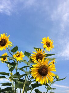 Sunflower sky flowers